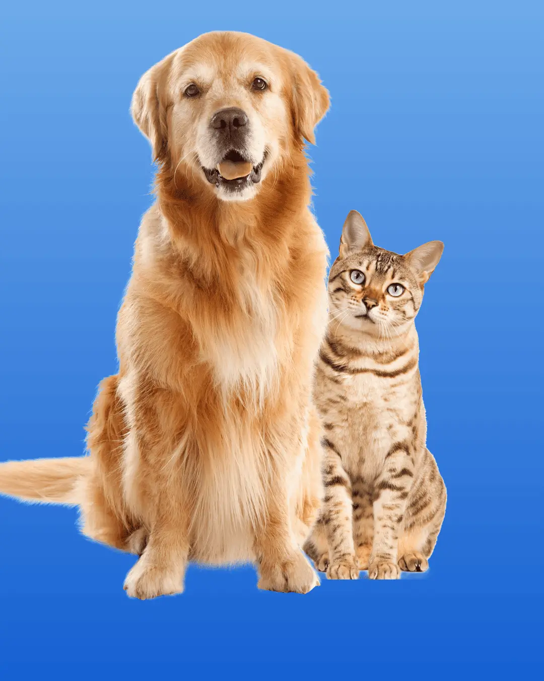 Seguro para Mascotas